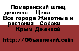 Померанский шпиц девочка  › Цена ­ 50 000 - Все города Животные и растения » Собаки   . Крым,Джанкой